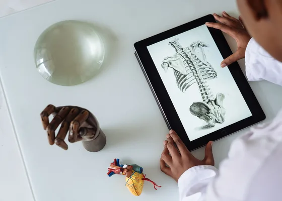 Anatomik model — böbrek ve idrar yolu fonksiyon değerlendirmesi