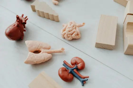 Anatomik organ modelleri — idrar yolu sistemi