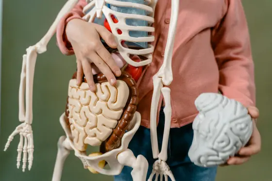 Çocuk anatomik model ile etkileşim